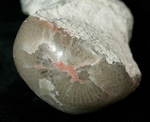 Pennsylvanian Aged Agatized Horn Coral - Utah #15266